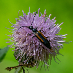 Strangalepta abbreviata