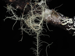Usnea longissima
