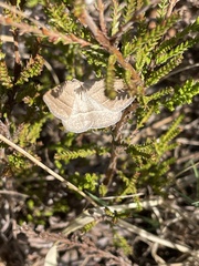 Petrophora chlorosata