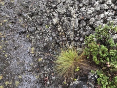 Deschampsia nubigena