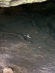 Orconectes australis