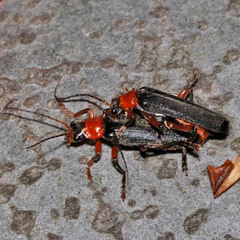 Cantharis pellucida