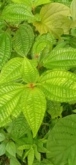 Miconia crenata