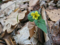 Viola hastata