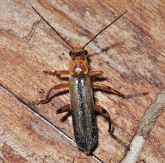 Metacantharis discoidea