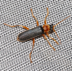 Cantharis lateralis