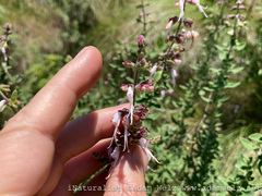 Syncolostemon