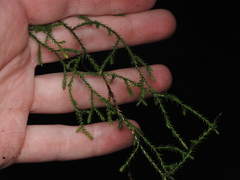 Selaginella oregana