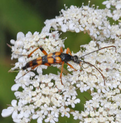 Strangalia attenuata