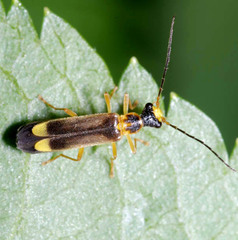 Malthinus flaveolus