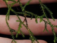 Selaginella oregana