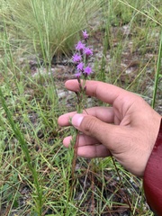 Liatris pauciflora