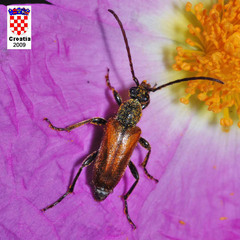 Pseudovadonia livida