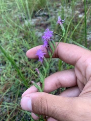 Liatris pauciflora