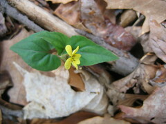 Viola hastata