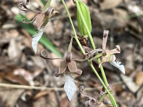 Eulophia venulosa