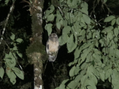 Strix virgata