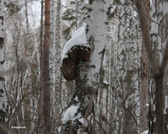 Agrobacterium radiobacter