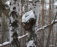 Agrobacterium radiobacter