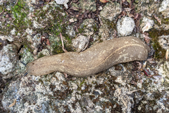 Veronicella sloanii