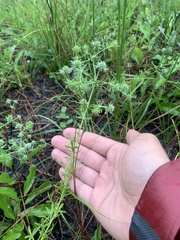 Eryngium aromaticum