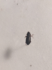 Harpalus somnulentus