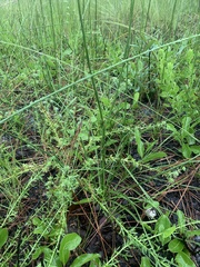 Eryngium aromaticum