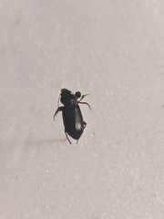 Harpalus somnulentus