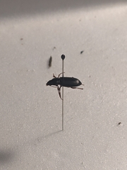 Harpalus somnulentus