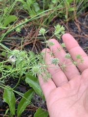 Eryngium aromaticum