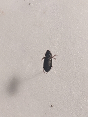 Harpalus somnulentus