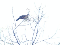 Chamaepetes goudotii