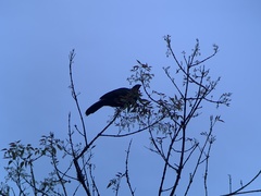 Chamaepetes goudotii