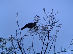 Chamaepetes goudotii