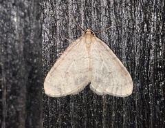 Operophtera fagata