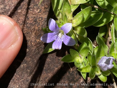 Craterocapsa tarsodes