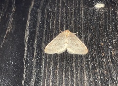 Operophtera fagata