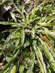 Paspalum langei