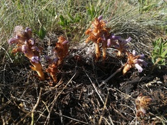 Phelipanche caesia
