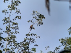 Rupornis magnirostris