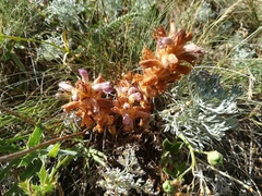 Phelipanche caesia