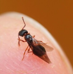 Myrmecina graminicola