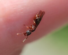 Myrmecina graminicola