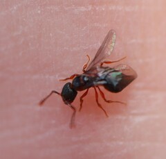 Myrmecina graminicola