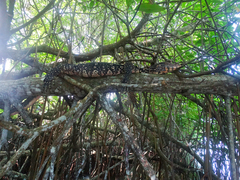 Varanus salvator salvator