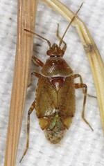 Alloeotomus gothicus