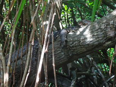 Varanus salvator salvator