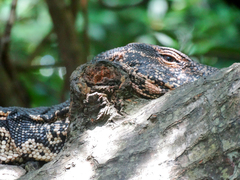 Varanus salvator salvator