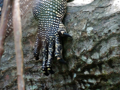 Varanus salvator salvator