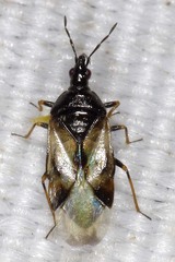 Anthocoris nemorum